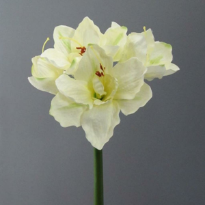 UMELÝ KVET AMARYLLIS I
